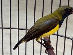 Apakah Burung Sogon Betina Bisa Gacor